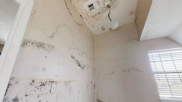 Mold Removal for HVAC Installations in Coldstream, KY