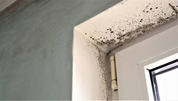 Best Real Estate Mold Inspection  in Coldstream, KY