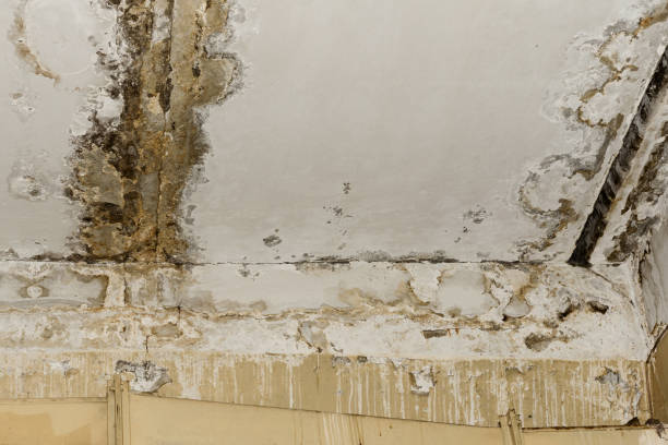 Best Mold Remediation for Vacation Homes  in Coldstream, KY