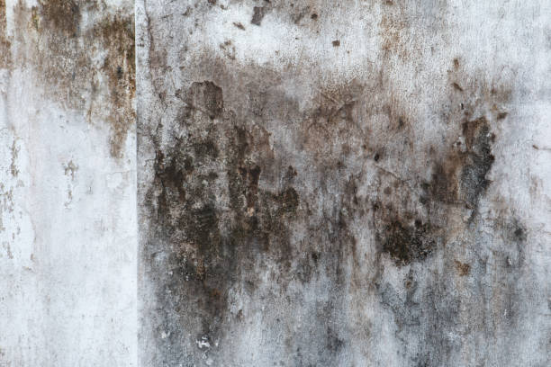 Best Indoor Air Quality Assessment  in Coldstream, KY