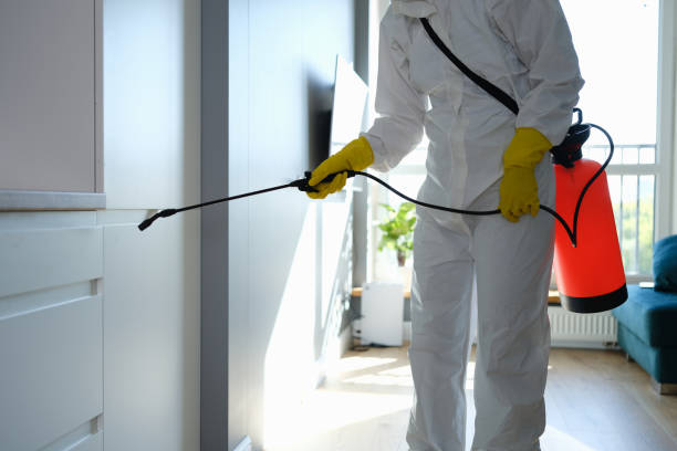 Best Basement Mold Removal  in Coldstream, KY