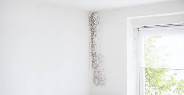 Best Forensic Mold Investigation  in Coldstream, KY