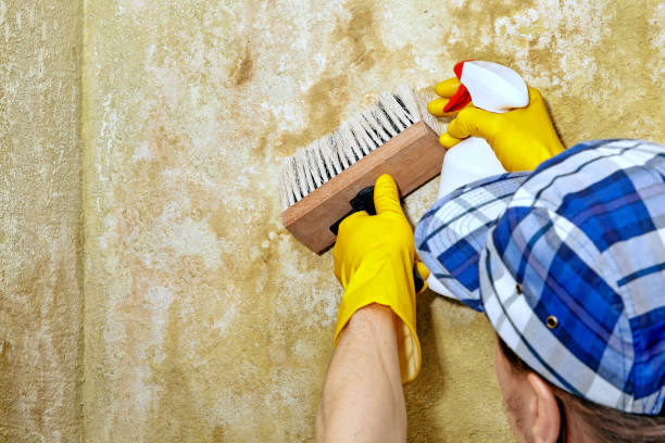 Best Crawl Space Mold Remediation  in Coldstream, KY