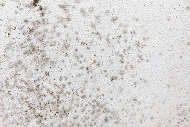 Best Forensic Mold Investigation  in Coldstream, KY