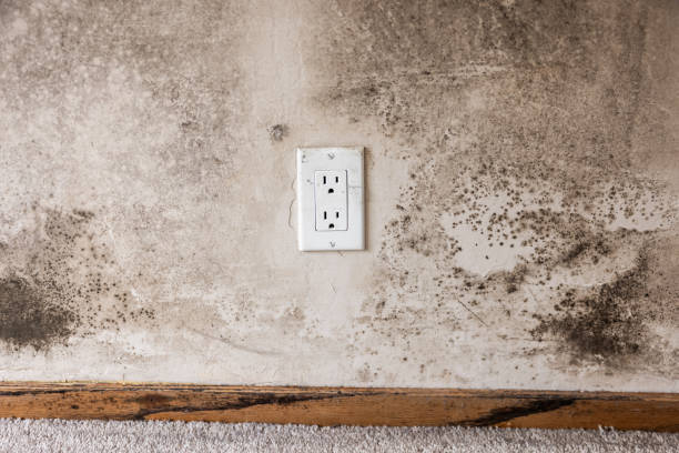Best Environmental Consulting for Mold Prevention  in Coldstream, KY