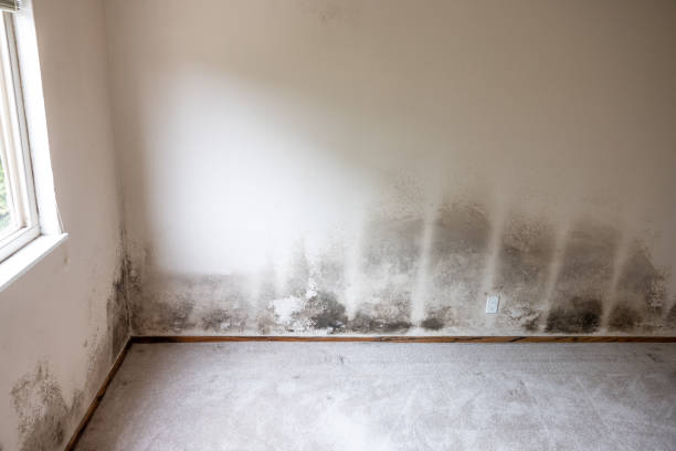 Best Mold Prevention Services  in Coldstream, KY