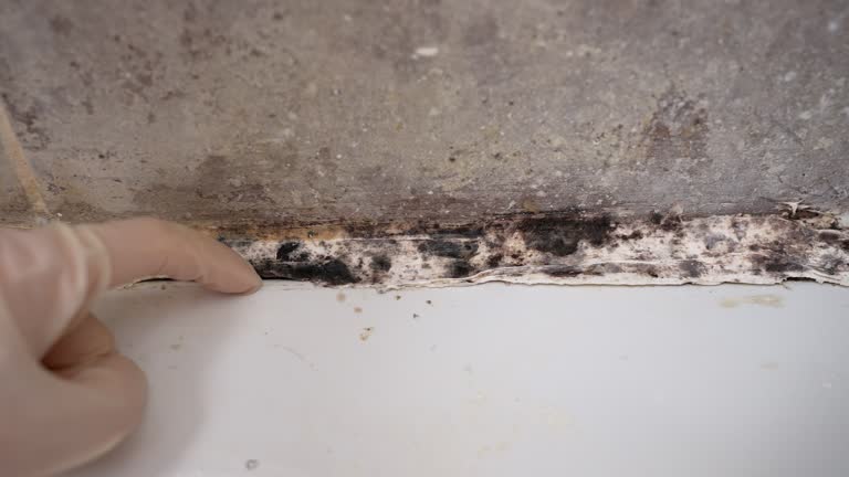 Best Black Mold Removal  in Coldstream, KY
