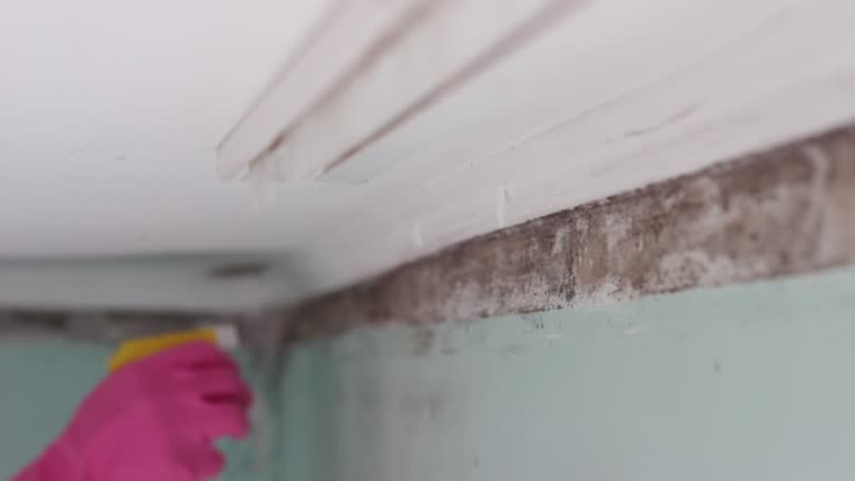 Best Mold-Related Health Consultation  in Coldstream, KY